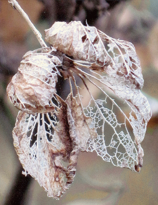 Carolyn Saxby - photo of leaves